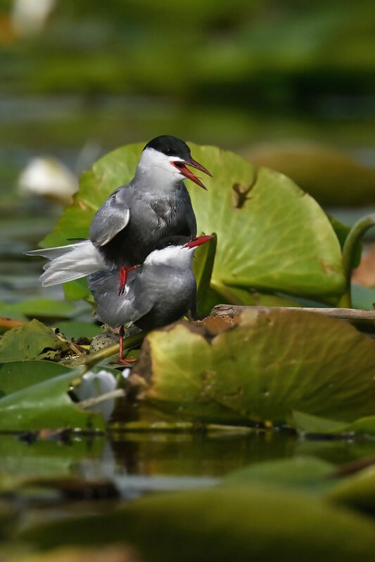 Whiskered Ternadult breeding, mating.