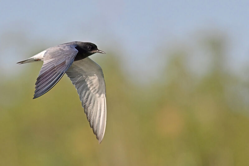 Guifette noireadulte nuptial, Vol