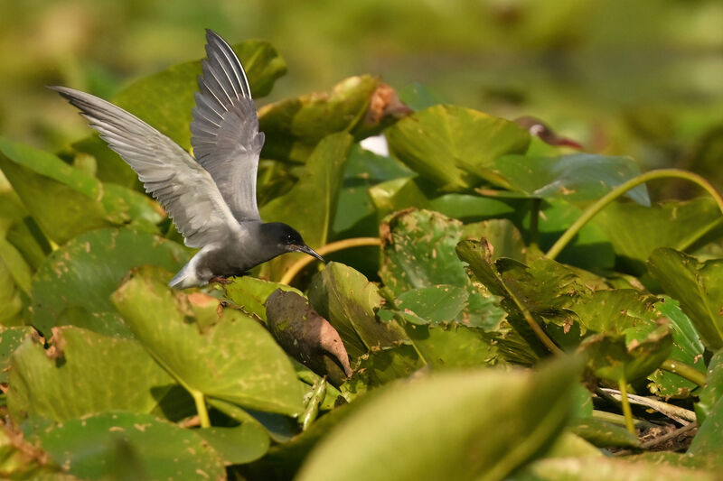 Guifette noireadulte nuptial, identification