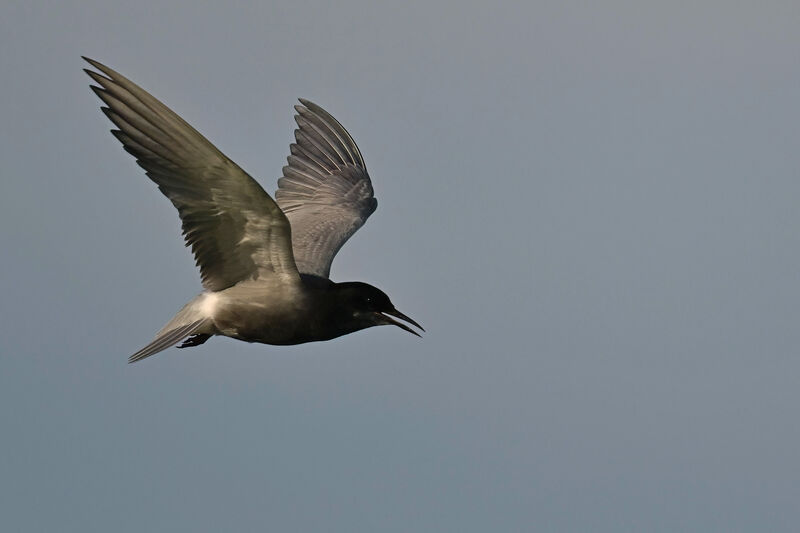 Guifette noireadulte nuptial, Vol