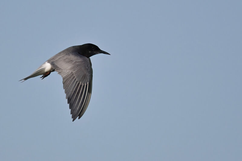 Black Ternadult breeding, identification