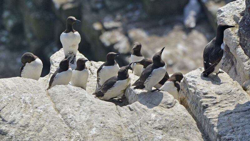 Common Murreadult breeding, feeding habits