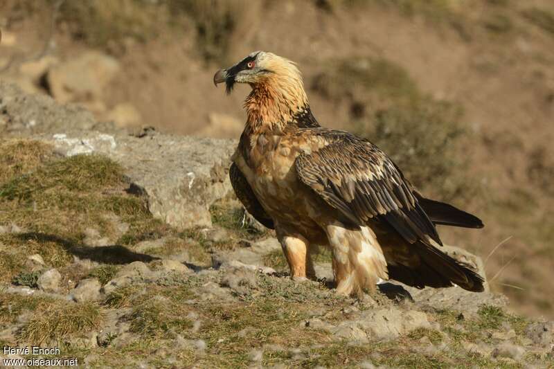 Bearded Vulturesubadult, identification