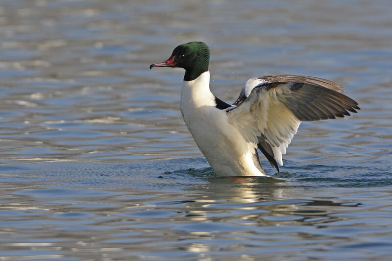 Common Merganser male adult breeding