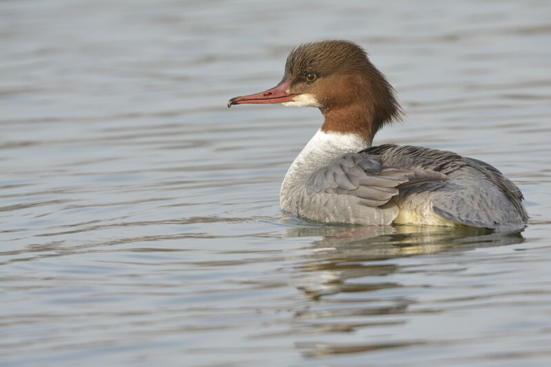 Common Merganser female adult, identification