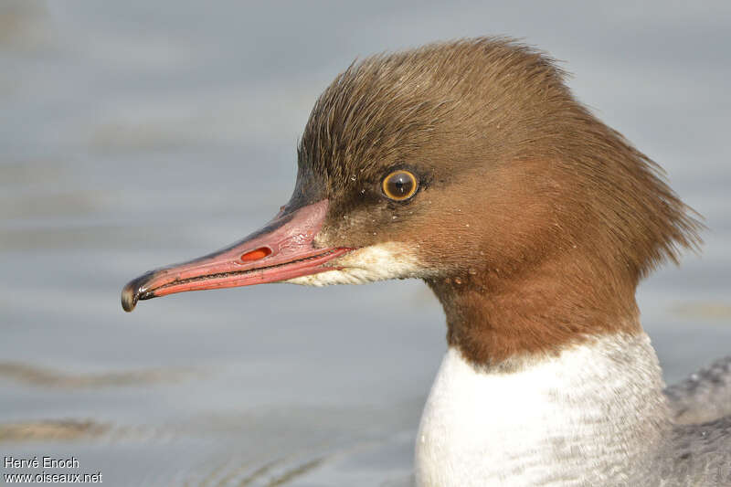 Common Merganser female adult, close-up portrait