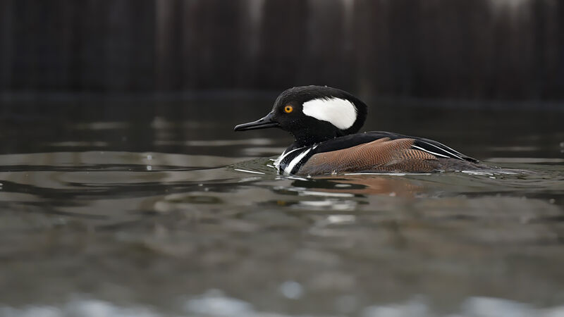 Hooded Merganser male adult, identification