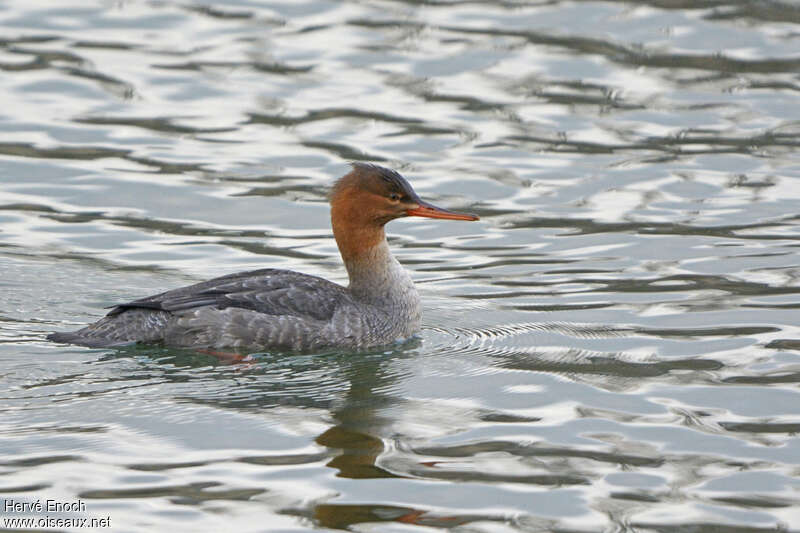 Red-breasted Merganser female adult, identification