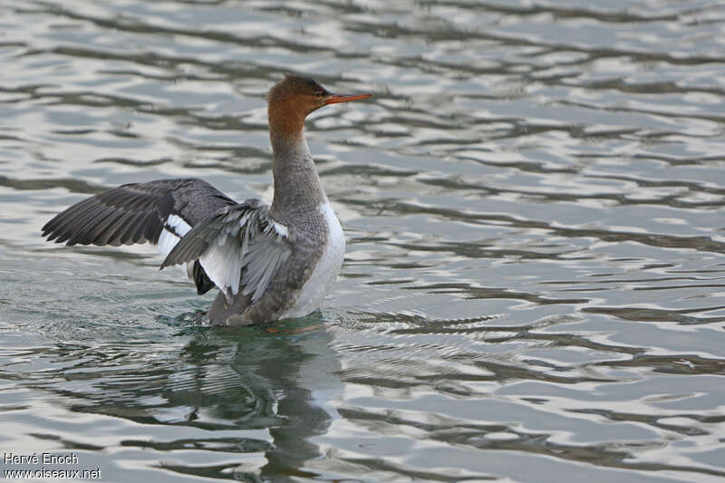 Red-breasted Merganser female adult, aspect, pigmentation