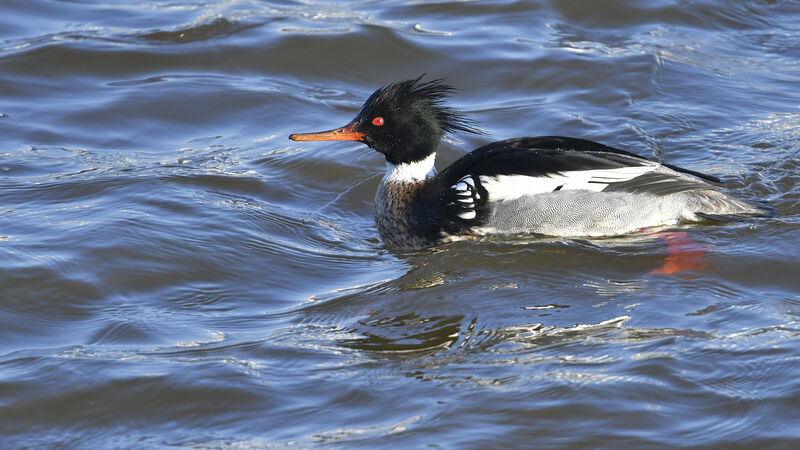 Red-breasted Merganser male adult, identification