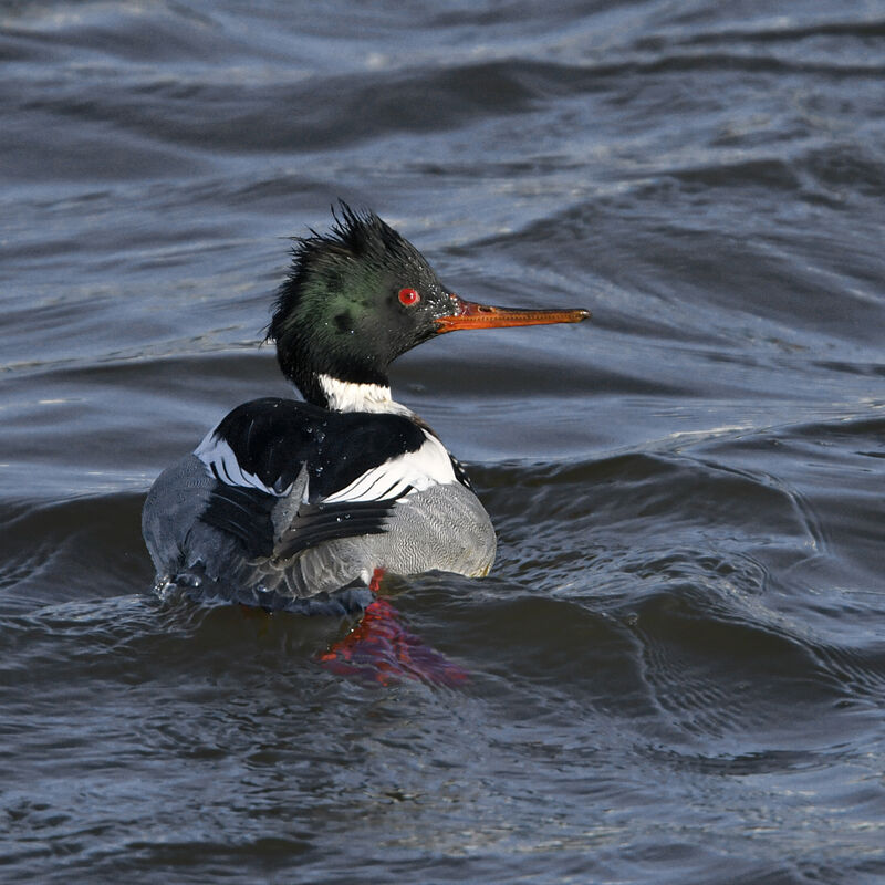 Harle huppé mâle adulte, identification, nage