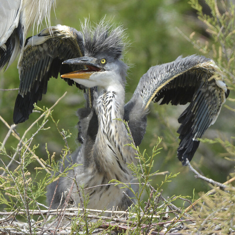 Grey Heronjuvenile, identification