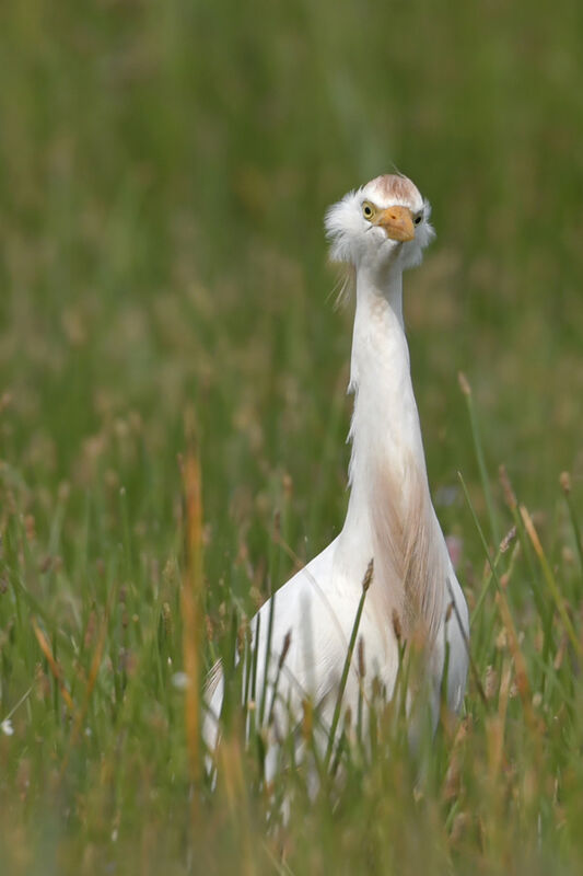 Western Cattle Egretadult breeding, identification