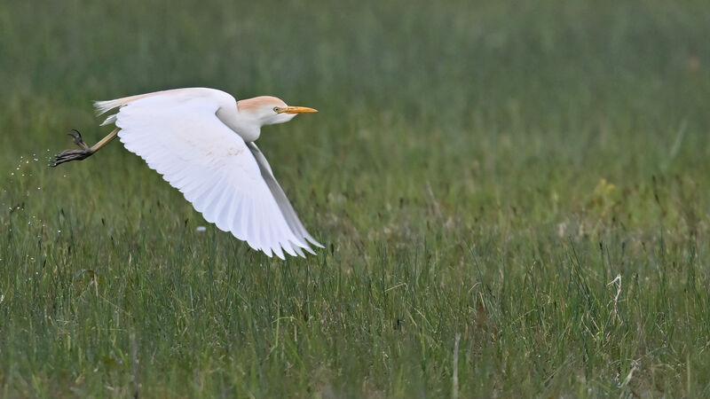 Western Cattle Egretadult, Flight