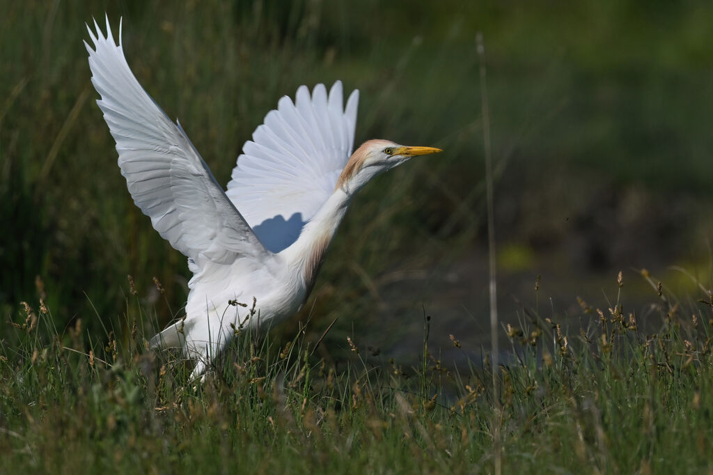 Western Cattle Egretadult breeding, Flight