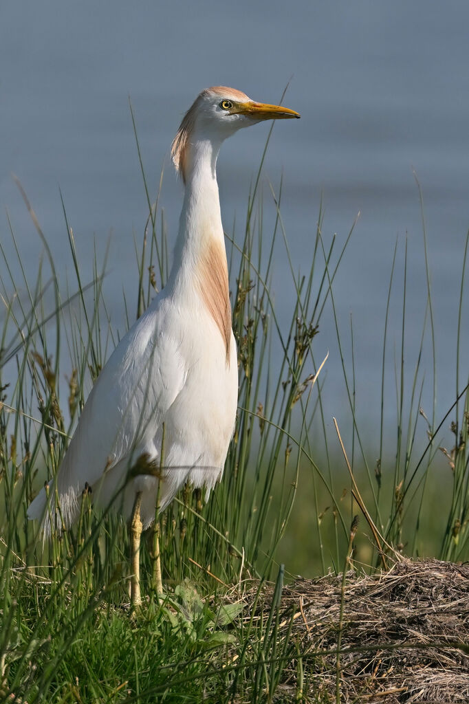 Western Cattle Egretadult breeding, identification