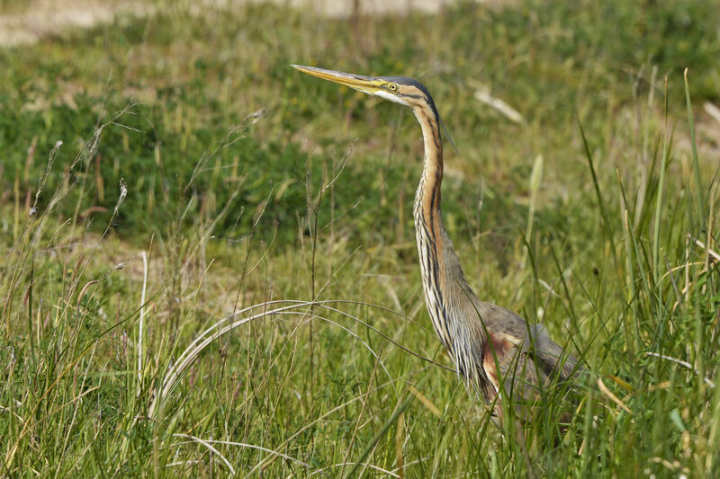 Purple Heronadult, identification