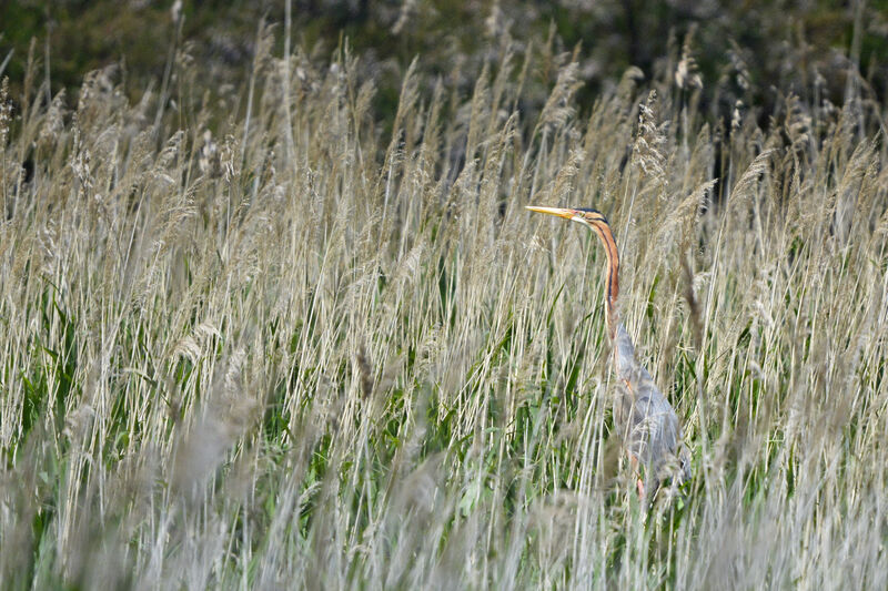 Purple Heronadult, habitat