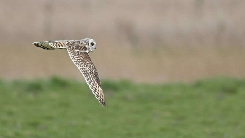 Short-eared Owladult, Flight