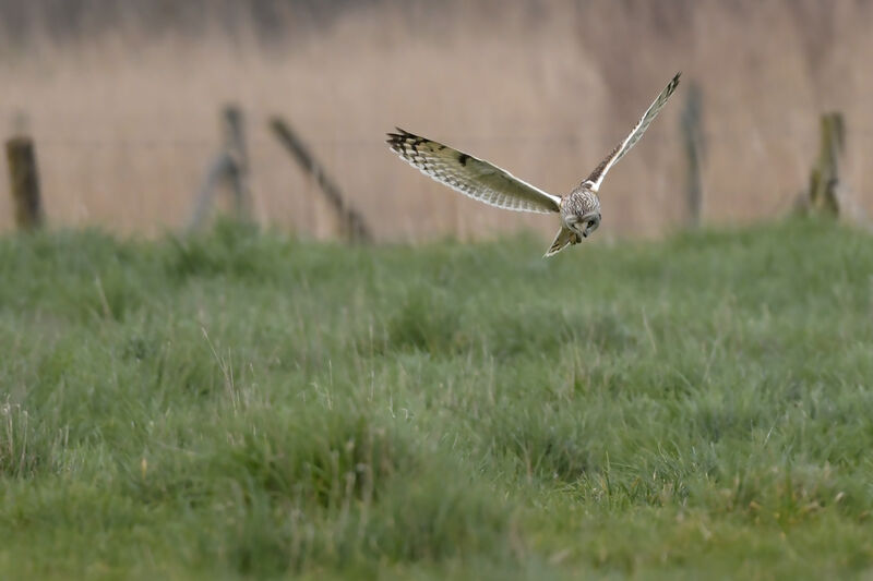 Short-eared Owladult, fishing/hunting