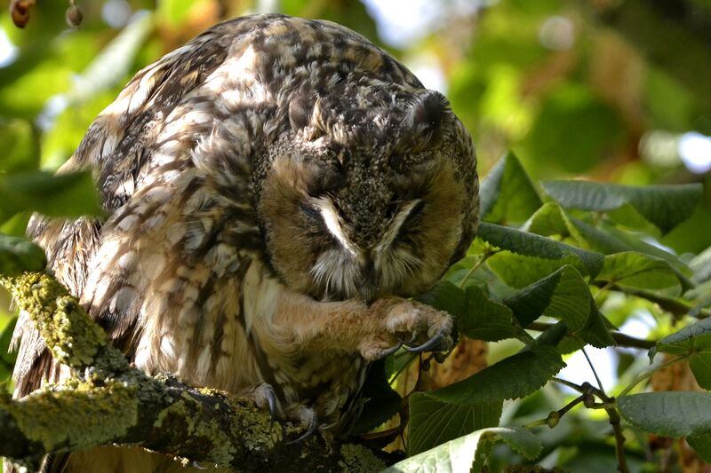 Long-eared Owl