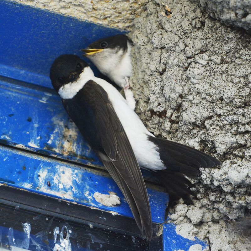 Western House Martin, identification