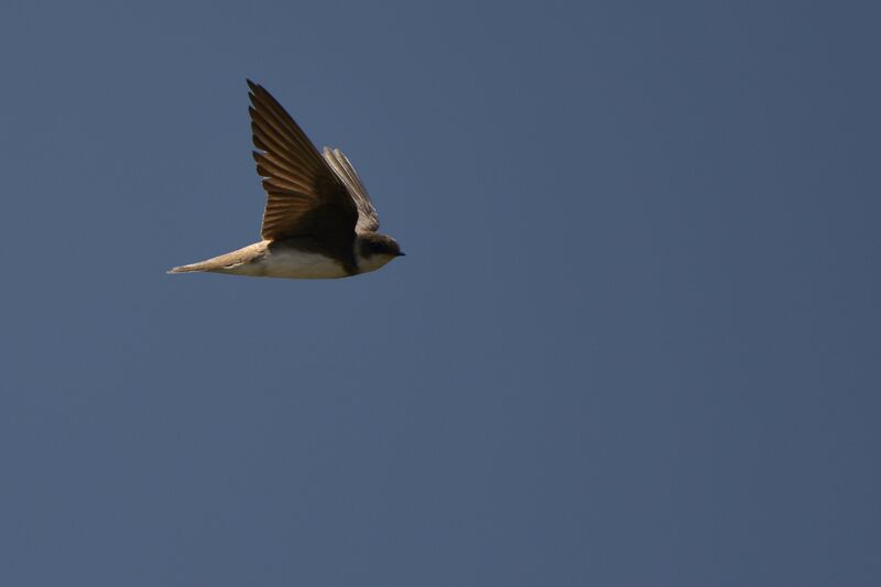 Sand Martin, Flight