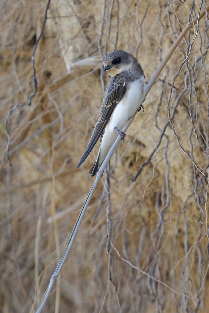 Sand Martinjuvenile, identification