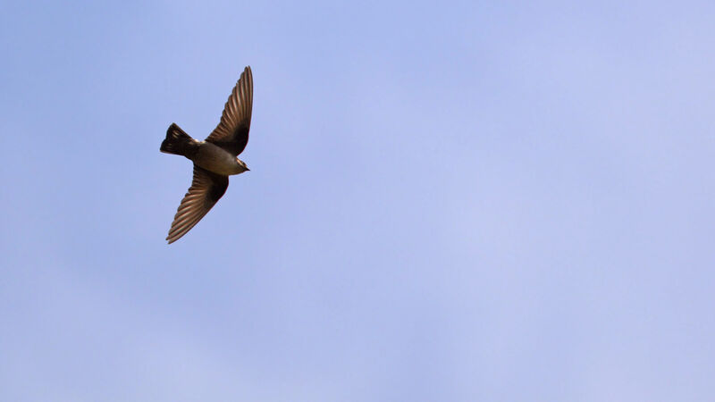 Eurasian Crag Martinadult, Flight