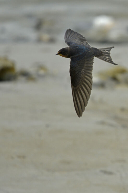 Barn Swallowjuvenile