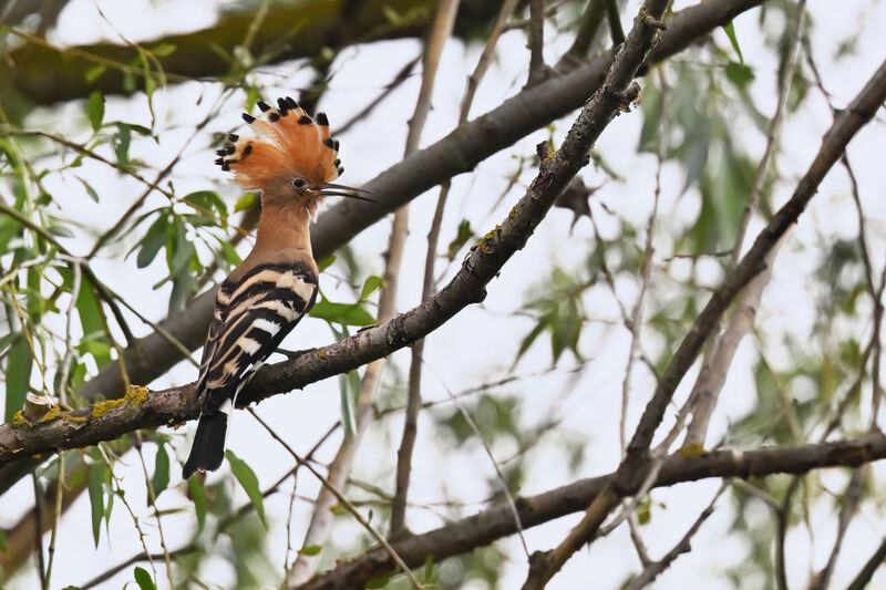 Huppe fasciéeadulte, identification