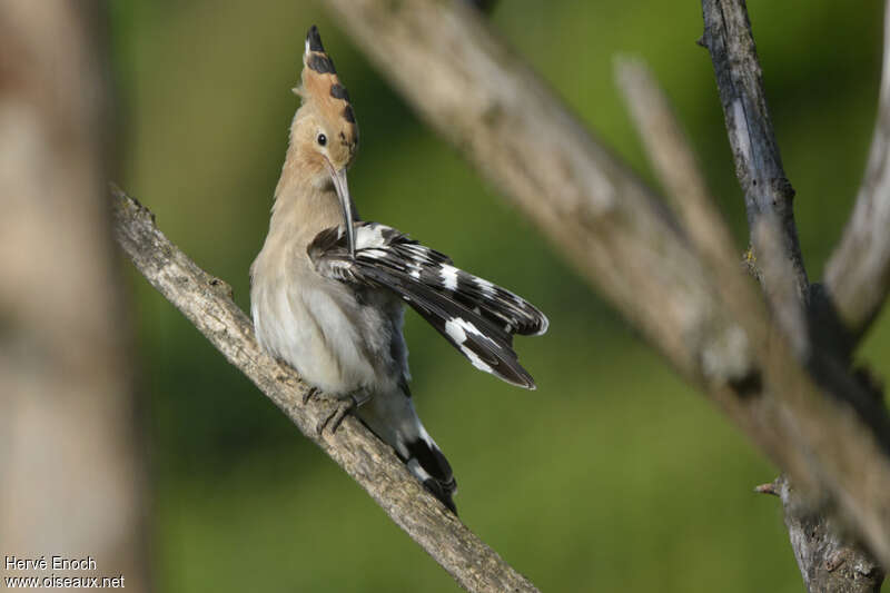 Huppe fasciéeadulte, soins