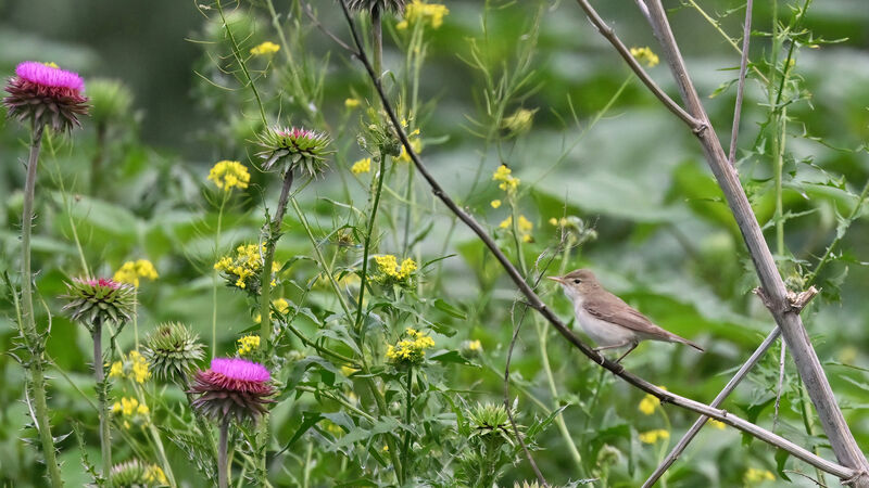 Eastern Olivaceous Warbleradult, habitat