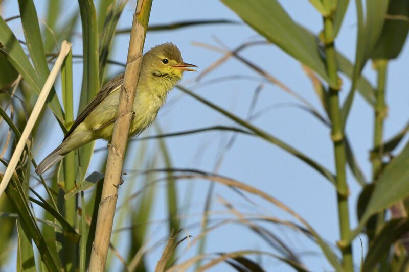 Melodious Warbler, identification