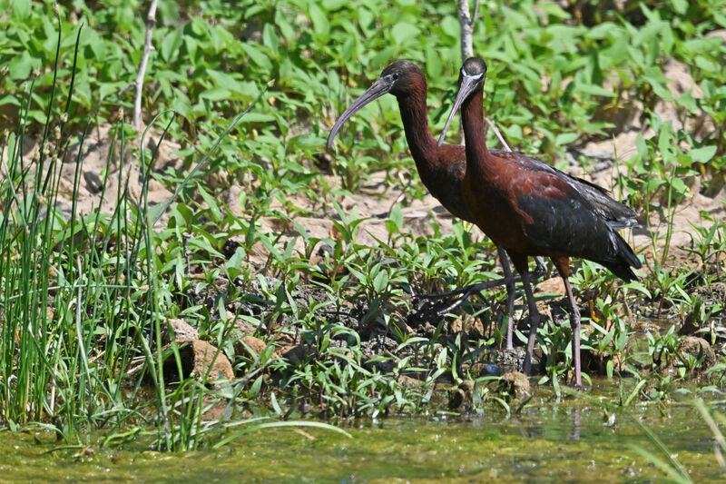 Ibis falcinelleadulte nuptial