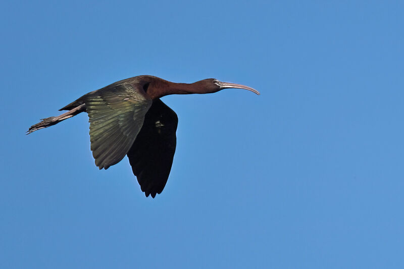 Glossy Ibisadult breeding, Flight