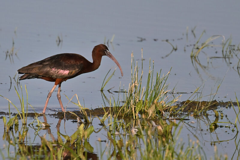 Ibis falcinelleadulte nuptial, identification