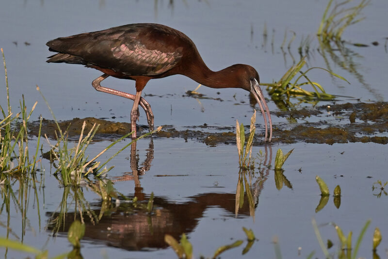 Ibis falcinelleadulte nuptial, identification