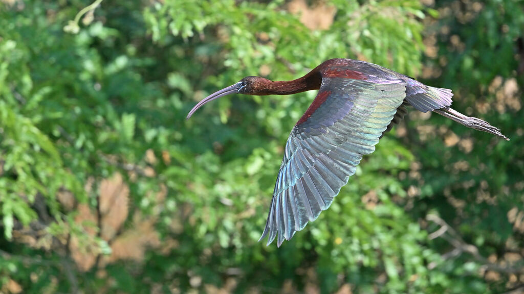 Ibis falcinelleadulte nuptial, Vol