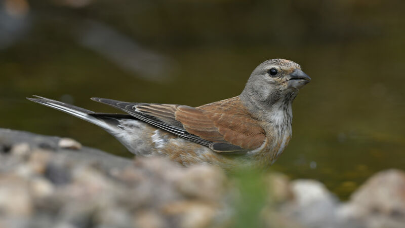 Linotte mélodieuse mâle adulte, identification