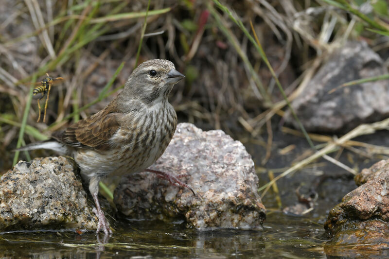 Common Linnet female adult, identification