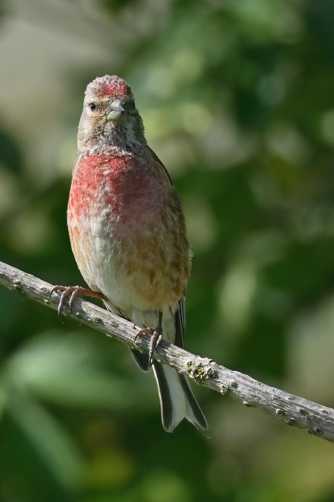 Linotte mélodieuse mâle adulte nuptial, identification
