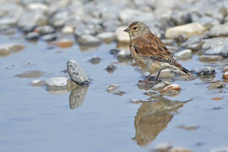 Common Linnet