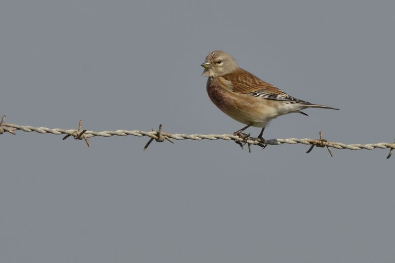 Common Linnet