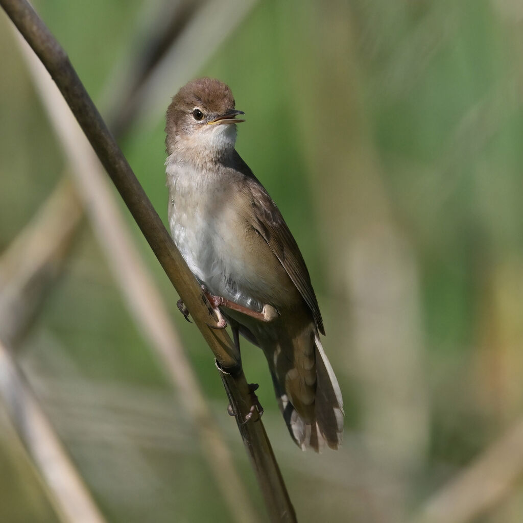 Savi's Warbler male adult breeding, identification