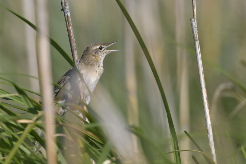 Common Grasshopper Warbler male adult, identification