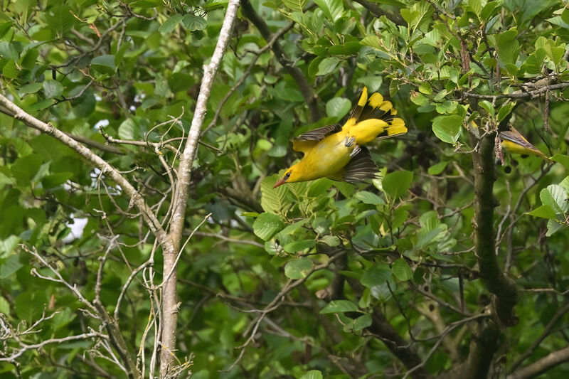 Eurasian Golden Oriole male adult, Flight