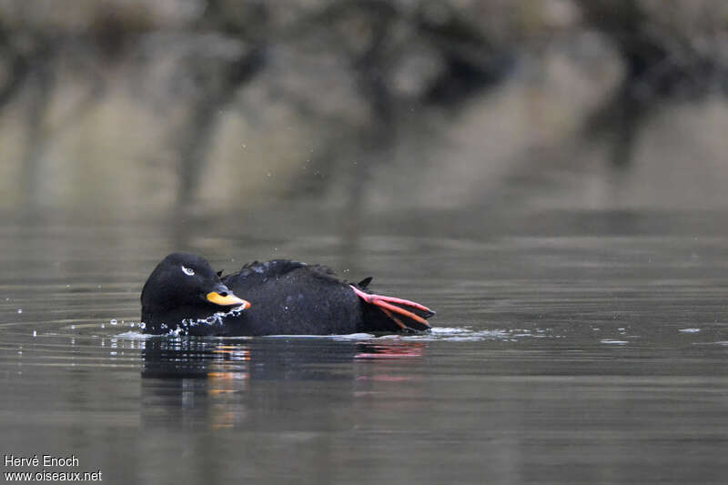 Velvet Scoter male adult, care, pigmentation