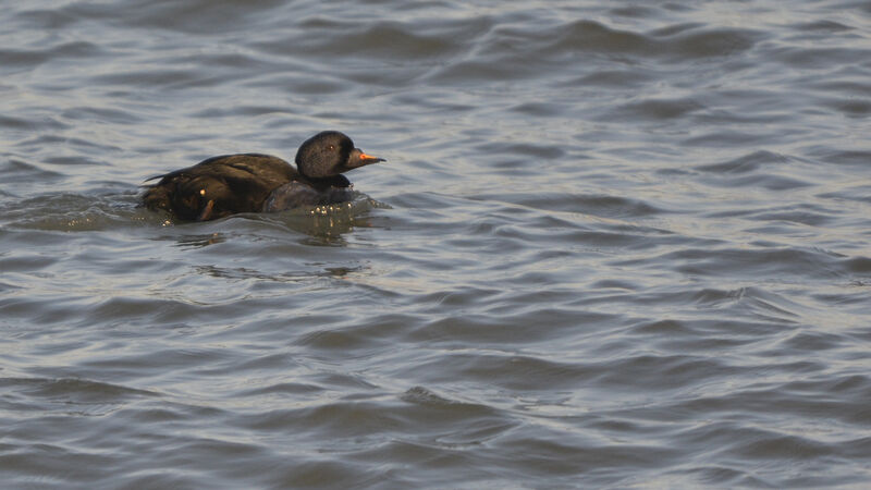 Common Scoter male adult, identification, swimming