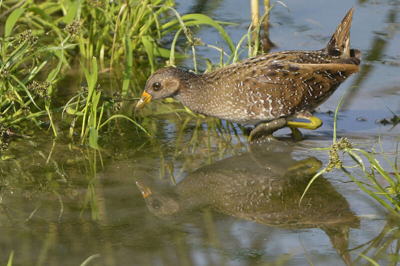 Marouette ponctuéeadulte, identification